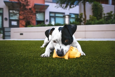 A dog enjoying artificial grass